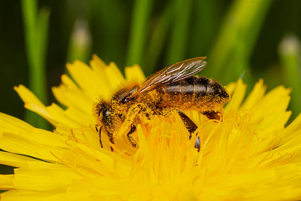 Close-up of a honey bee collecting pollen from a bright dandelion blossom.