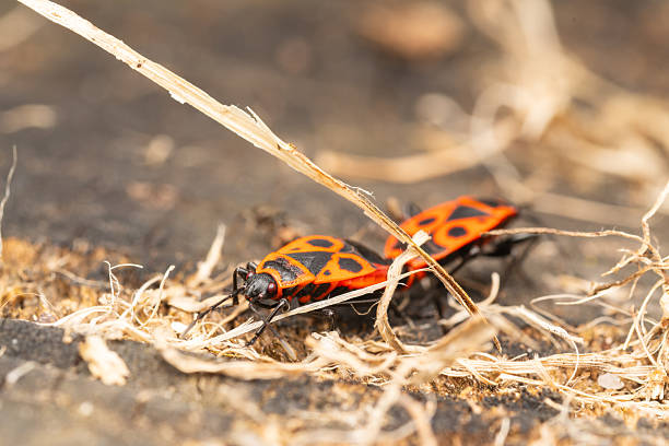 A close-up of a red and black insect resting on a moss-covered tree trunk. The vivid contrast between the insect’s bright colors and the rich green texture of the moss creates a striking and detailed nature composition.
