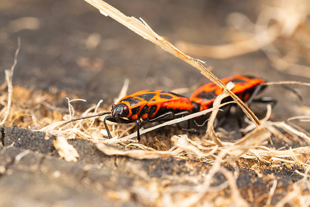 A close-up of a red and black insect resting on a moss-covered tree trunk. The vivid contrast between the insect’s bright colors and the rich green texture of the moss creates a striking and detailed nature composition.