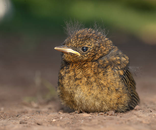 5+ Fledgling free images