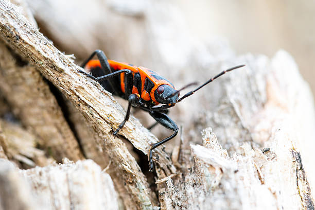 istock Pyrrhocoris apterus on forest floor 2212790486