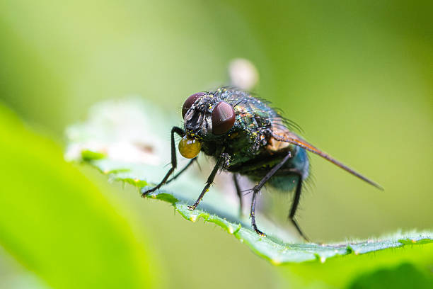 istock Fly with droplet in front of mouth on a leaf (bubbling behavior) 2212790747