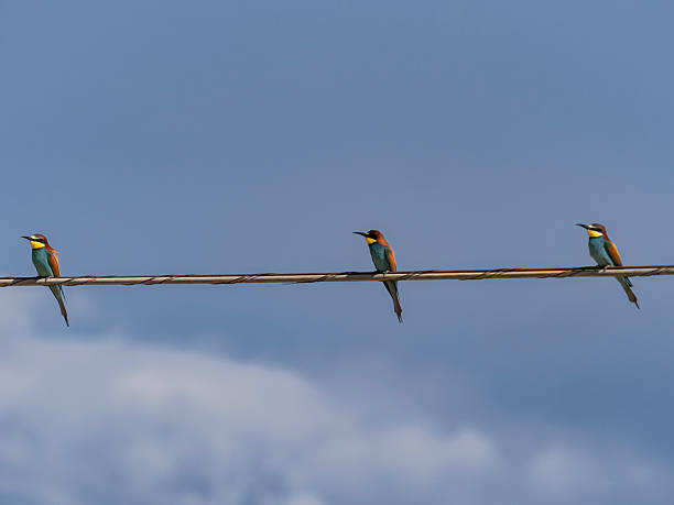 istock Bee-eaters on the power line 2212790753