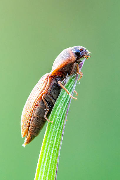 istock Agriotes lineatus click beetle on a leaf 2212790760