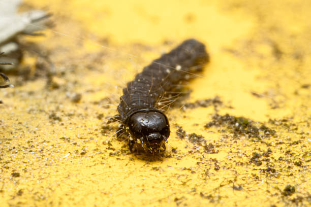 The caterpillar of Aglossa pinguinalis, a moth from the Pyralidae family, photographed on a yellow urban structure. This nocturnal species is often found near human dwellings.