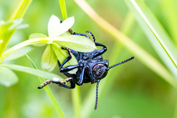 istock Bloody-nosed beetle (Timarcha tenebricosa) resting in grass 2212790973