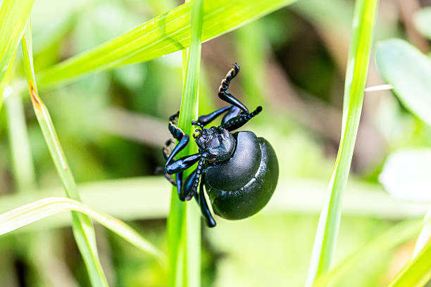 A Bloody-nosed beetle (Timarcha tenebricosa) resting in grass. This beetle is known for its unique defense mechanism of secreting a red fluid when threatened.