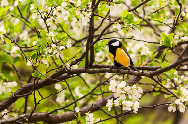 istock A titmouse rests on a branch of a cherry tree 2212792110