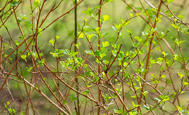 istock Early spring and young leaves on the bushes .Spring background 2212792114