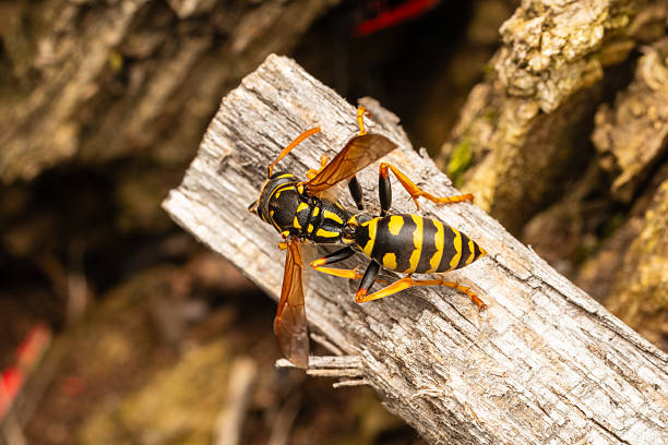 istock Polistes Wasp on Wood from Above for Identification 2212793068