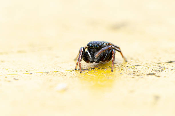 istock Heliophanus flavipes Spider on Yellow Trash Can 2212793084