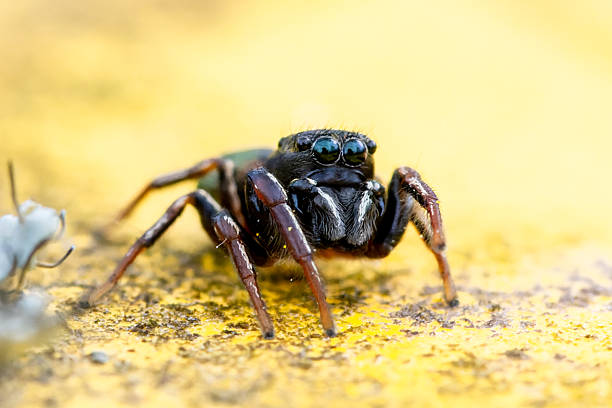 istock Heliophanus flavipes Spider on Yellow Trash Can 2212793119