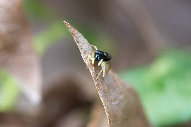 istock Heliophanus flavipes Spider on Leaf in Forest Floor 2212793154