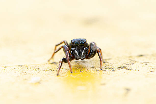 istock Heliophanus flavipes Spider on Yellow Trash Can 2212793158