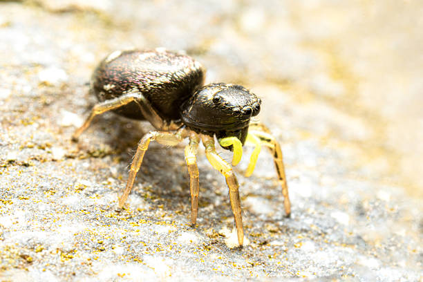 istock Heliophanus flavipes Spider on Yellow Trash Can 2212793163