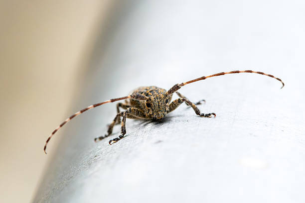 istock Mesosa nebulosa Beetle on Metal Surface 2212793178