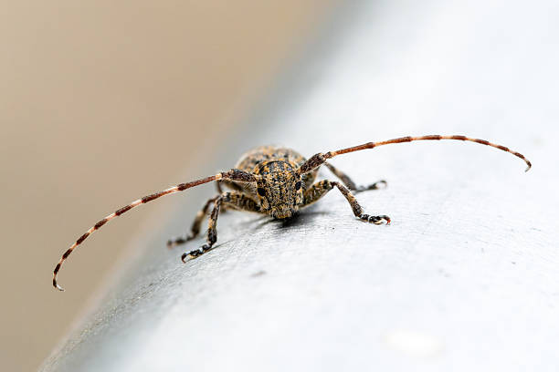 istock Mesosa nebulosa Beetle on Metal Surface 2212793182