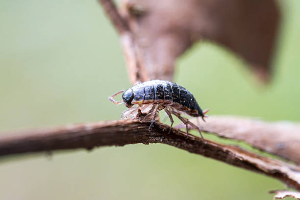A detailed macro shot of a pill bug (woodlouse) displaying its segmented, armored body and tiny legs as it rests on a light wooden texture. Suitable for nature, science, and pest-related contexts.
