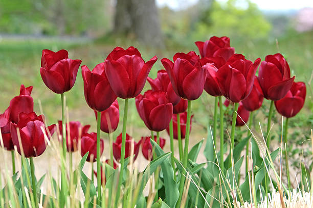 Rd triumph tulip, tulipa 'Mascara' in flower.