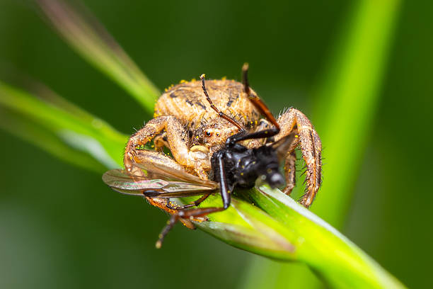 A close-up shot of a Xysticus spec. spider consuming a Bibio spec. fly on a green leaf. This scene captures the predatory behavior of the spider in its natural environment.
