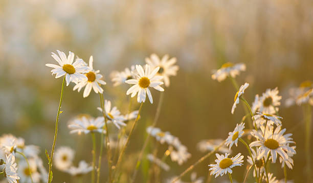 istock Beautiful blossoming daisies over summer meadow 2212795835