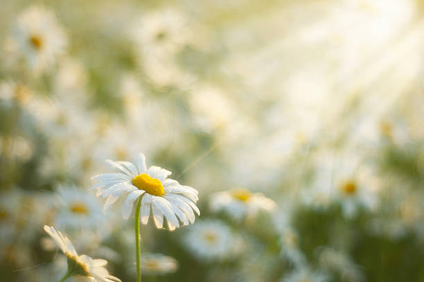 istock Beautiful blossoming daisies over summer meadow 2212795843