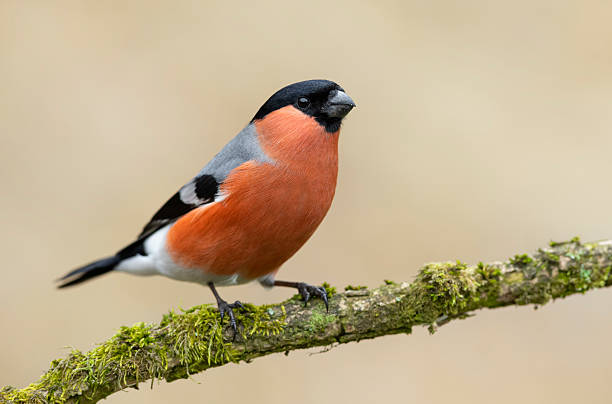 istock Eurasian bullfinch male ( Pyrrhula pyrrhula ) 2212795863