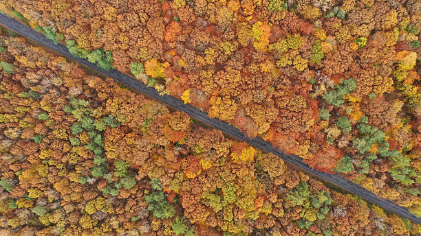 istock Aerial view of autumn trees and road between it 2212795941
