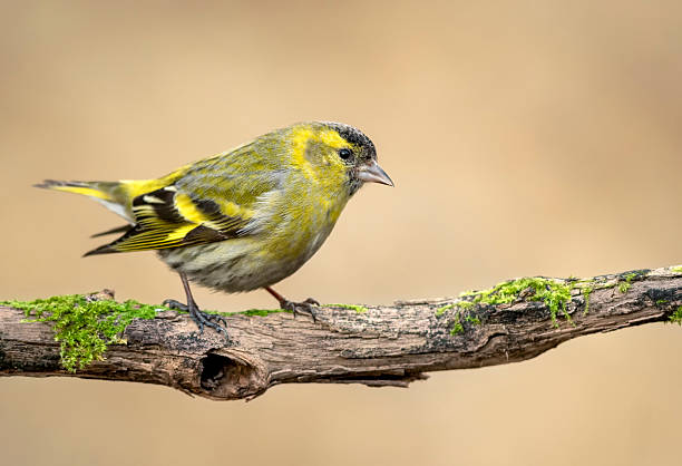 istock Siskin ( Carduelis spinus ) bird close up 2212796153