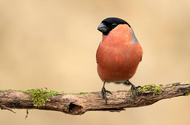 istock Eurasian bullfinch male ( Pyrrhula pyrrhula ) 2212796221