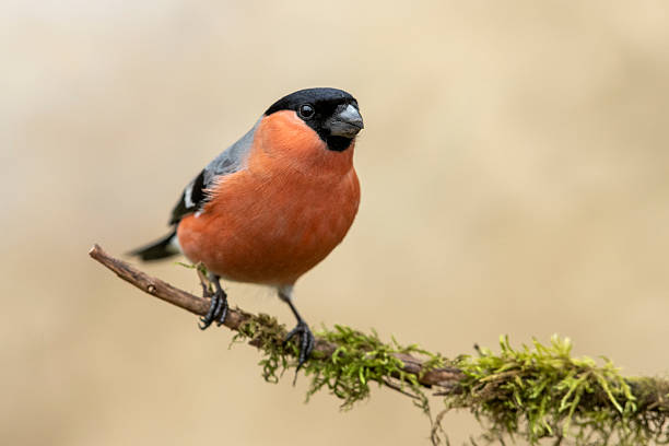 istock Eurasian bullfinch male ( Pyrrhula pyrrhula ) 2212797183