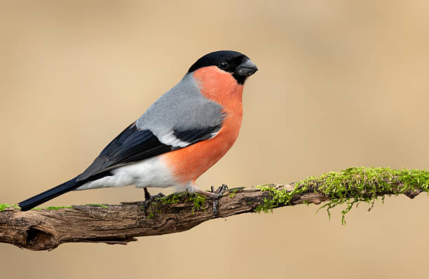 istock Eurasian bullfinch male ( Pyrrhula pyrrhula ) 2212797240