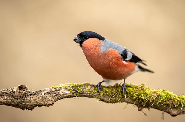 istock Eurasian bullfinch male ( Pyrrhula pyrrhula ) 2212797241