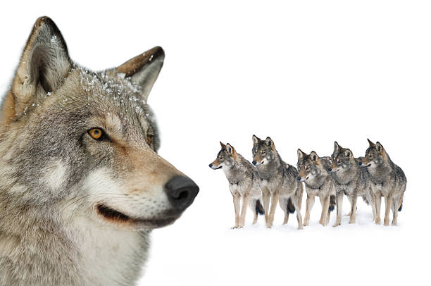 istock Gray wolf portrait isolated on white background 2212797772