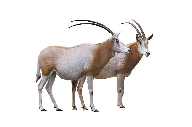 istock two scimitar horned olyx isolated on white background 2212797793