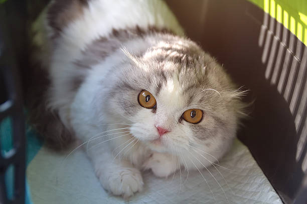 istock A Scottish Fold cat in a cat carrier is showing aggression 2212800595