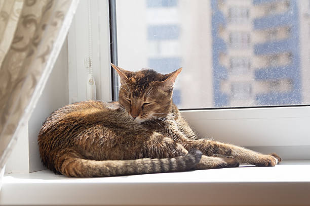 istock Domestic cat resting on the windowsill 2212800601