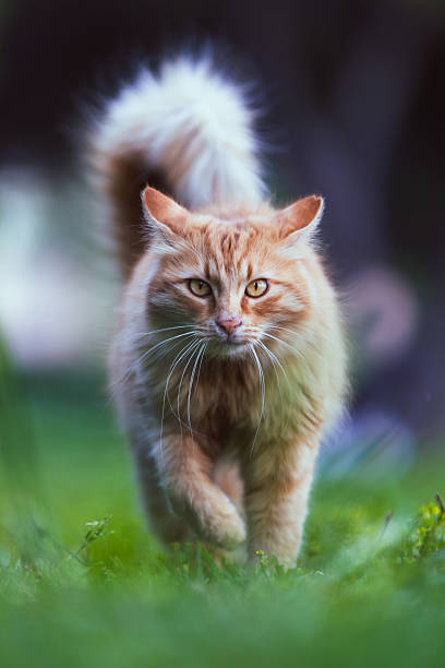 istock Beautiful ginger cat is walking on grass. 2212801718