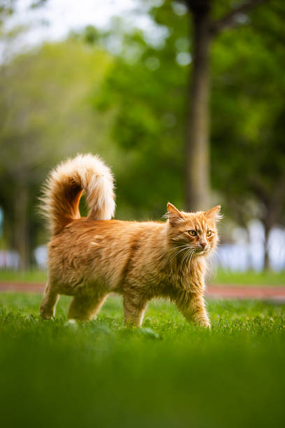 istock Beautiful ginger cat is walking on grass. 2212801735