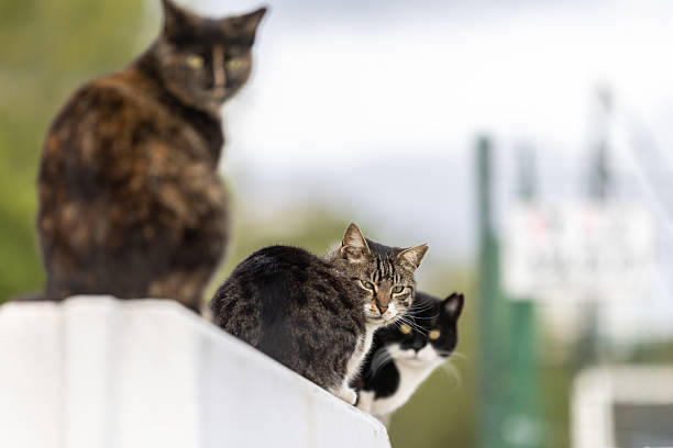 Three stray cats resting on the outside at public park.\nIstanbul - Turkey.