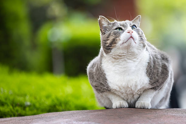 istock Overweight one-eyed stray cat is looking up. 2212801958