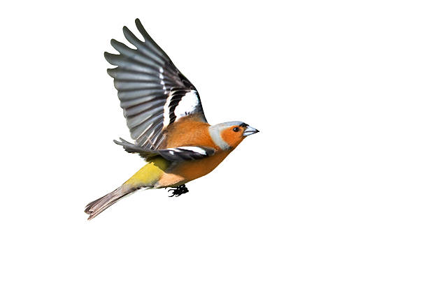 istock songbird, finch in flight, isolated on white background 2212802006