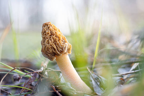 morel mushroom early in the morning on a spring day , wild nature