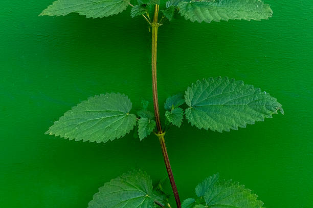 Delicate green leaves of a nettle plant rise in an elegant arrangement, highlighting the intricate patterns and textures against a vivid green background. Nature's artwork on display.