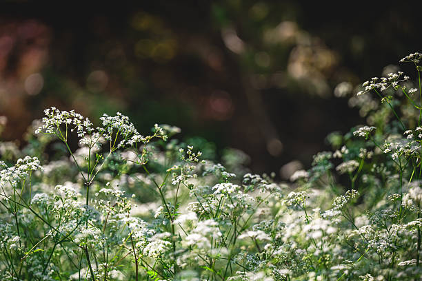 Close-up of delicate cow parsley flowers, creating a dreamy atmosphere in a sunlit meadow