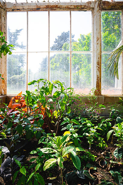 istock Lush plants growing in a greenhouse under sunlight 2212803702