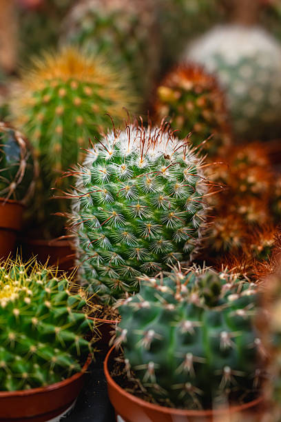 istock Various cacti growing in small pots showing their thorns 2212803746