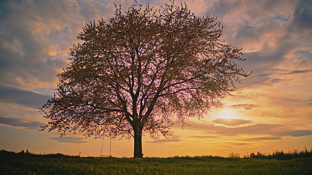 Lone Cherry Tree Stands in a Field at Sunset,its Branches Adorned with Fresh Blossoms,a Swing Hanging Beneath It,Creating a Peaceful and Idyllic Scene