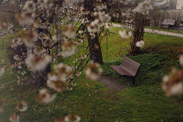 park bench under a flowering tree by the river