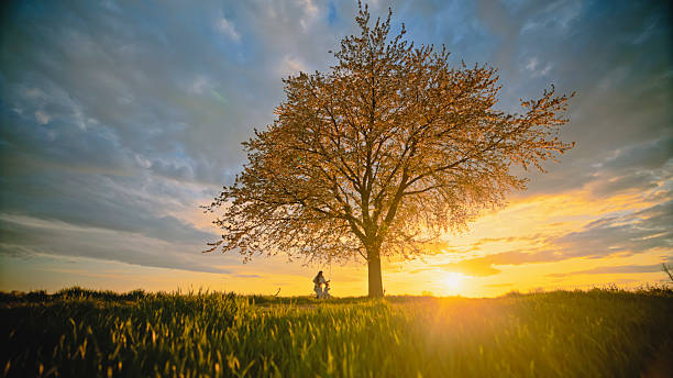 Woman Pushing a Child on a Swing Tied to a Blossoming Tree,Illuminated by a Stunning Sunset in Spring,Creating a Serene and Idyllic Atmosphere Filled with Joy and Love